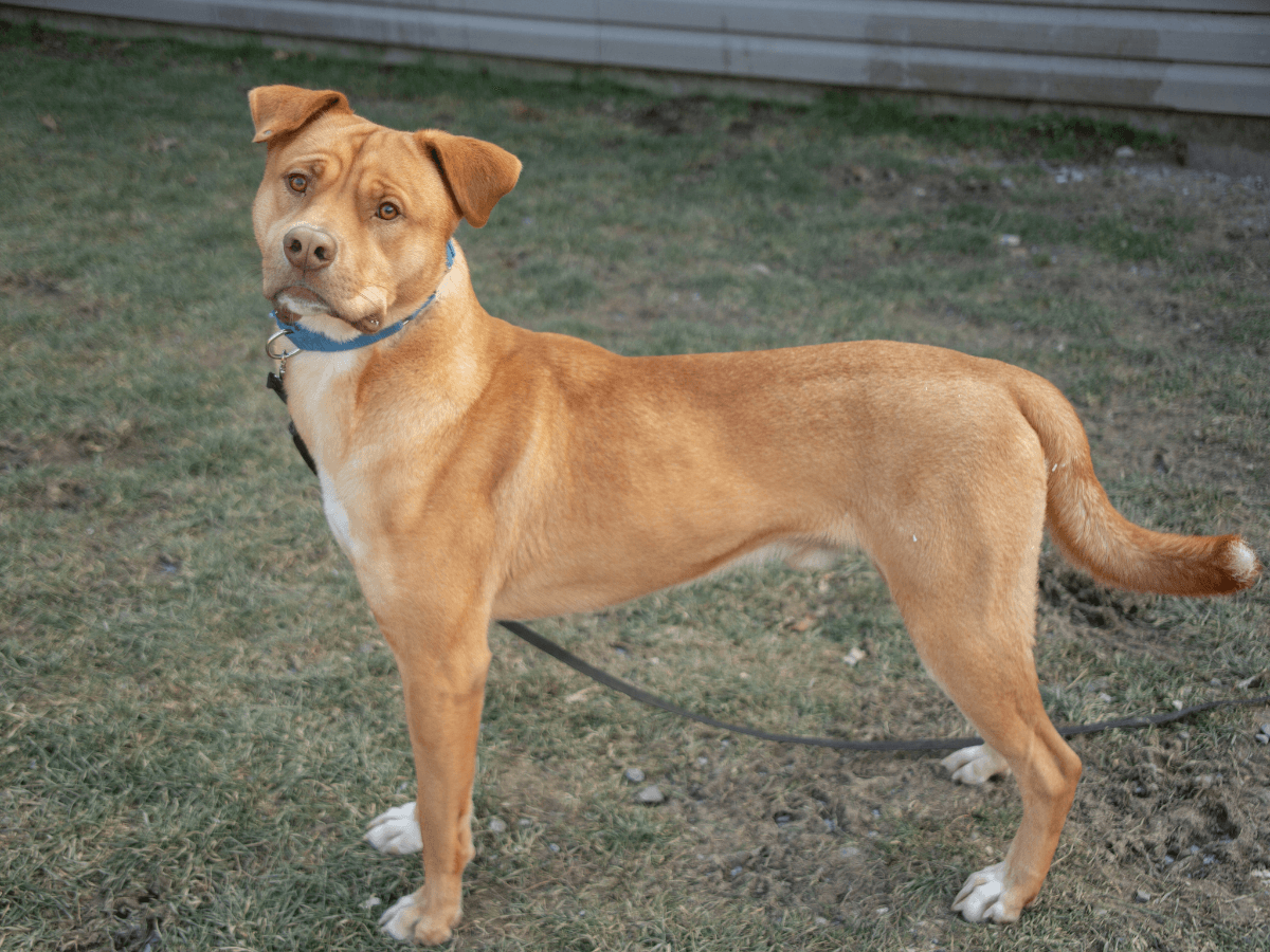 An orange brown dog with matching eye colour wears a blue collar and a leash, standing on grass and looking at the camera.