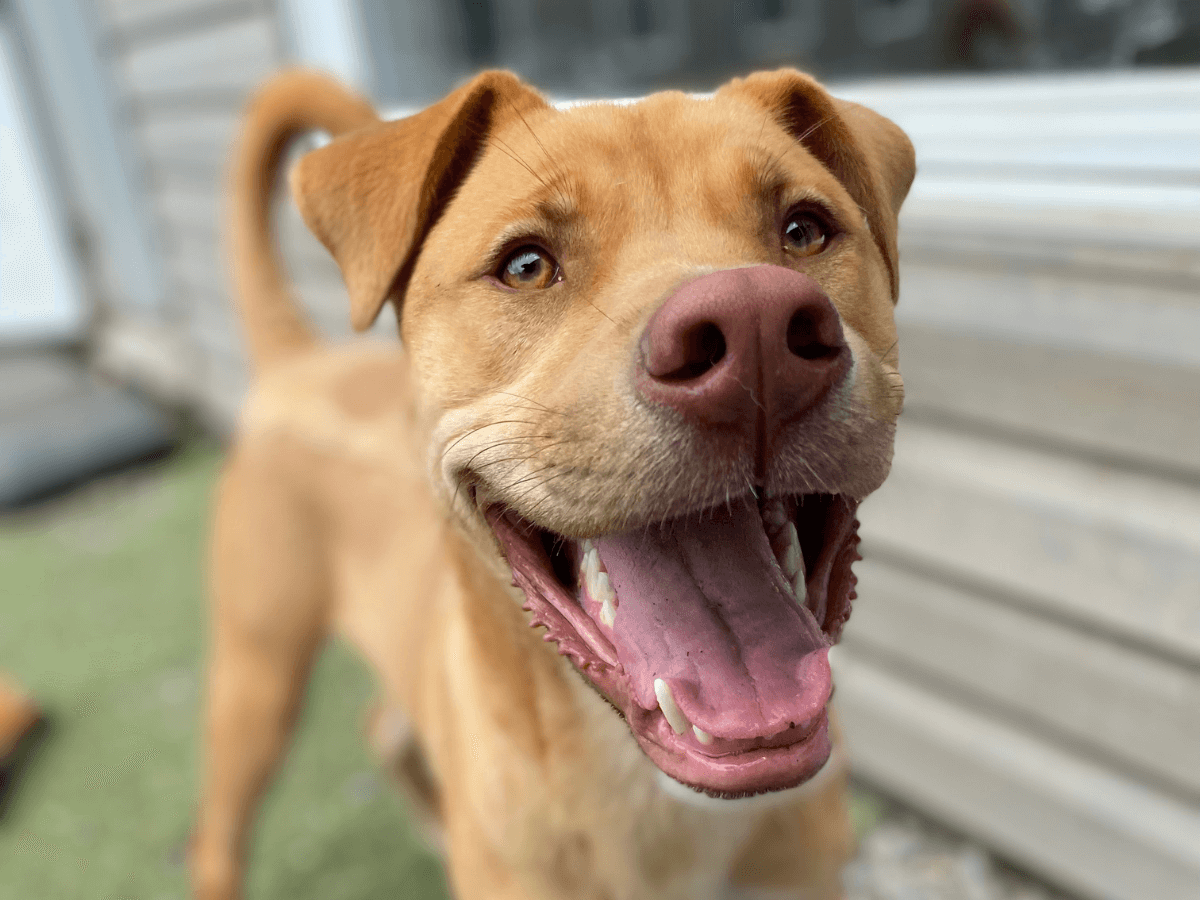 An orange brown dog with matching eye colour smiles wide, staring at the camera.