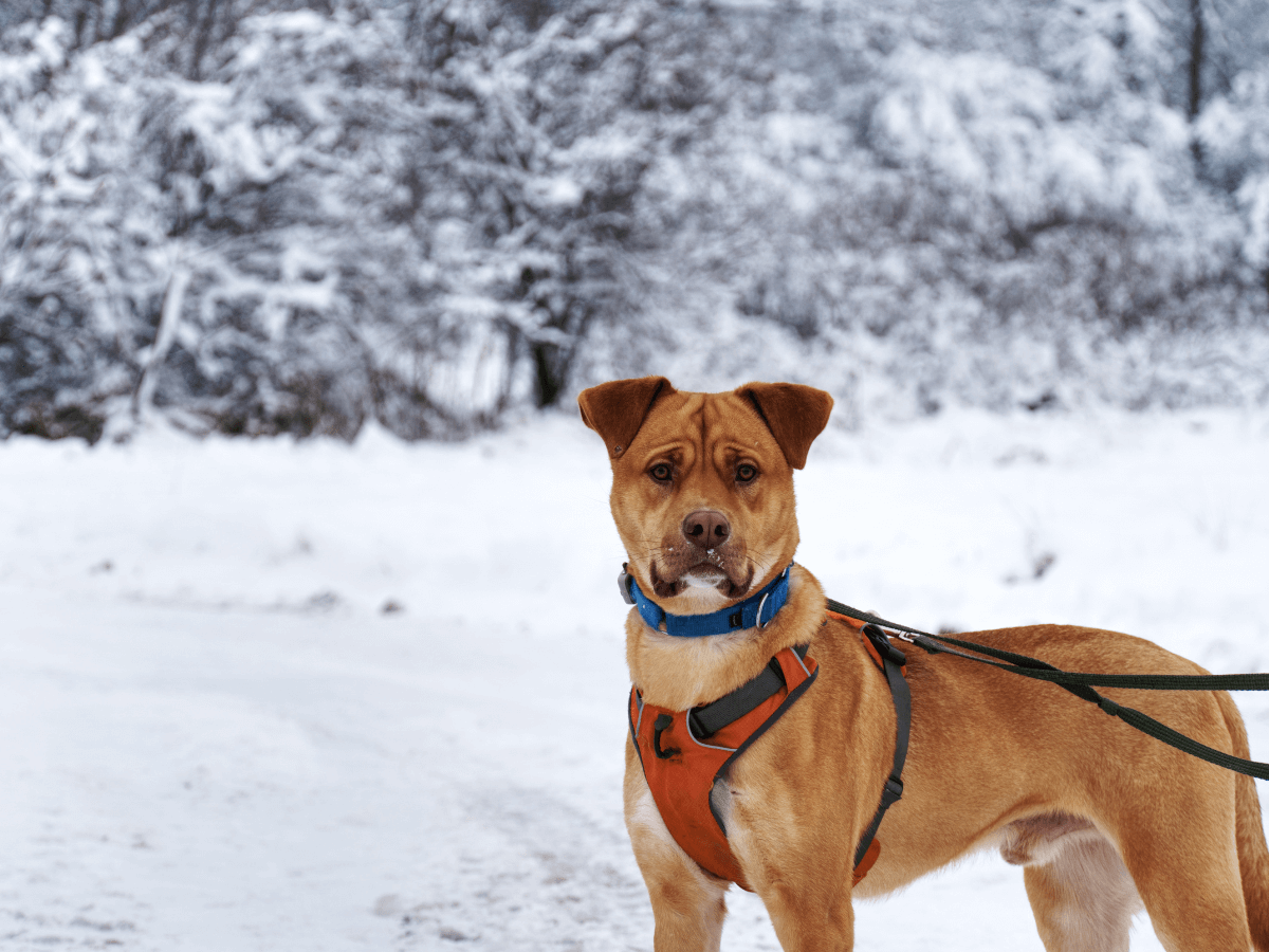An orange brown dog with matching eye colour wears a collar and a harness and two leashes. He is a dog meat trade survivor, standing in front of a snowy background.