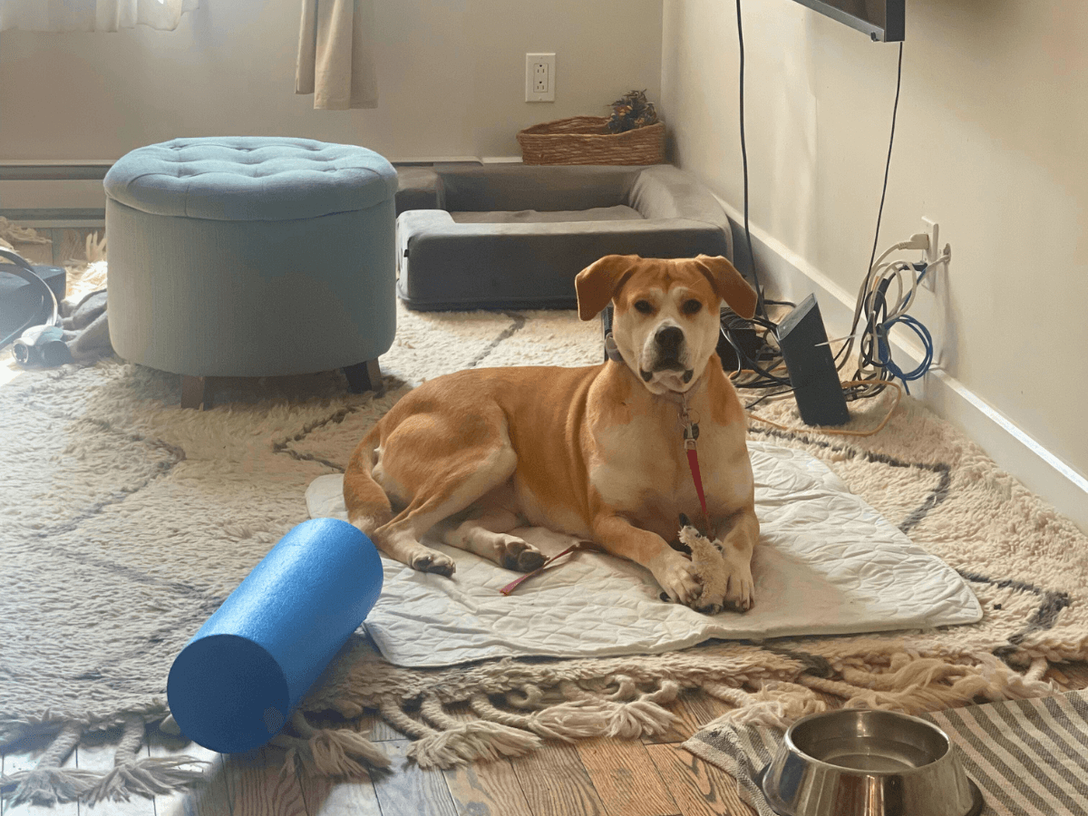 A orange and white dog meat trade survivor lies on a blanket, holding a toy in a living room.