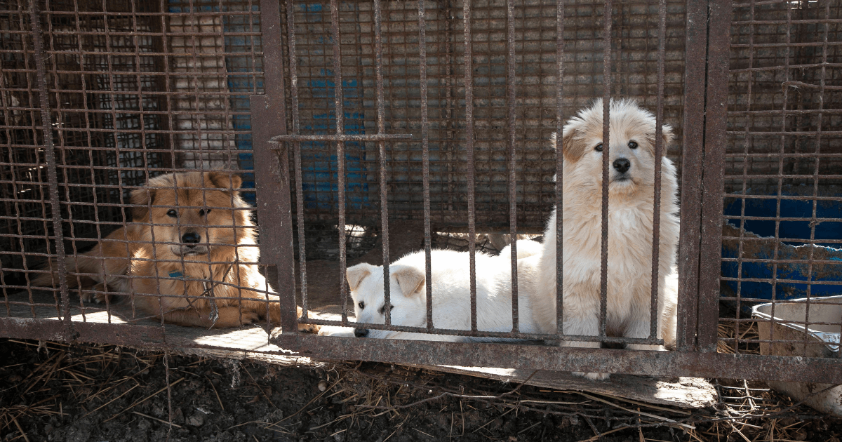 Puppies on a dog meat farm in South Korea.