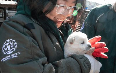 South Korea Bans the Dog Meat Industry with Historic Vote