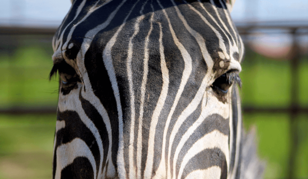 An up close shot of a zebra's eyes.